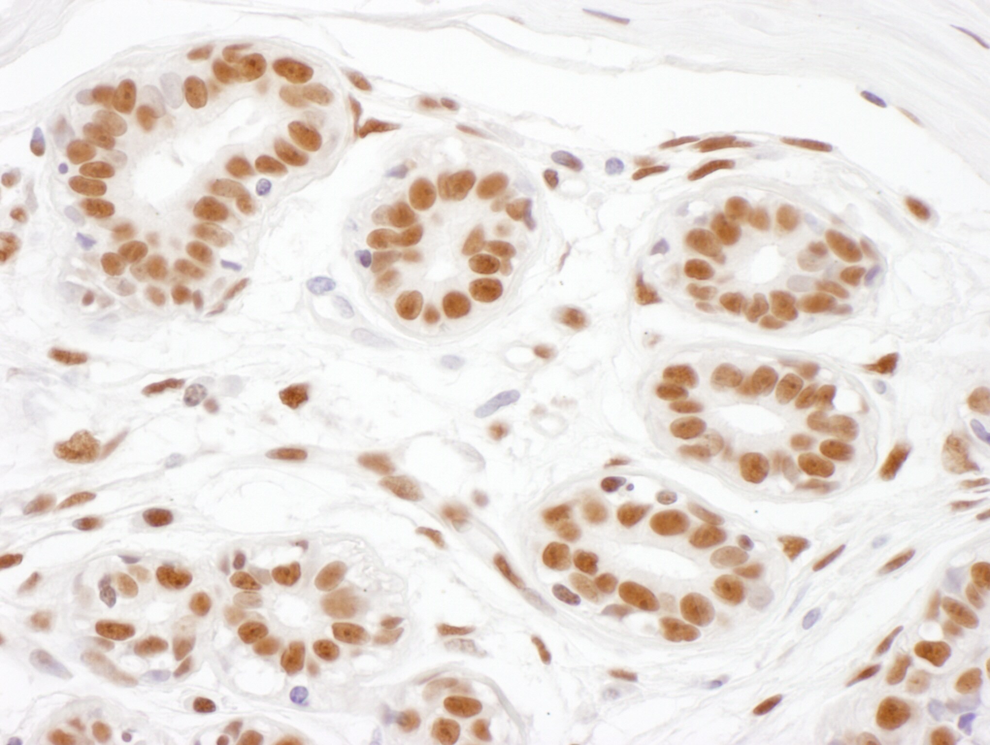 ARS2 Antibody
