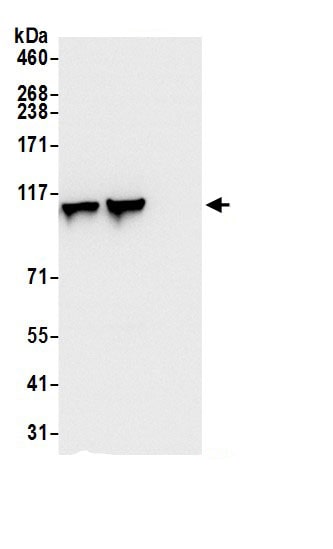 MVP Antibody