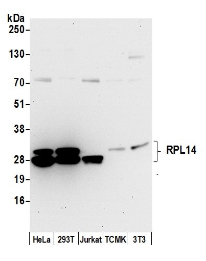 RPL14 Antibody