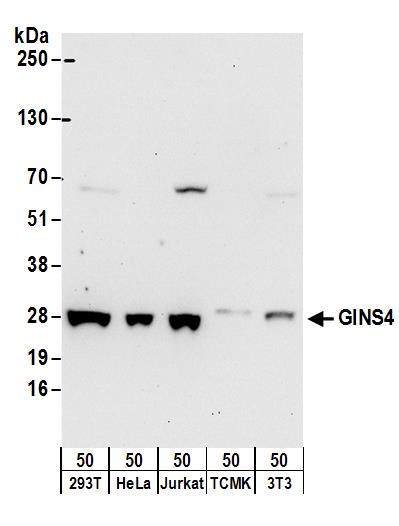 GINS4 Antibody