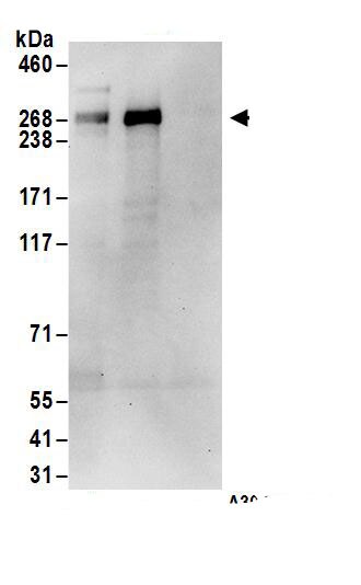 ASCC3 Antibody