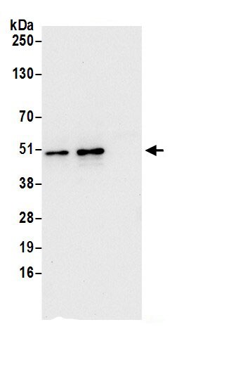IST1 Antibody