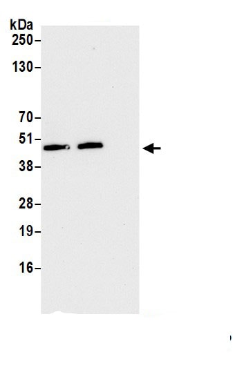FAM105B/OTULIN Antibody