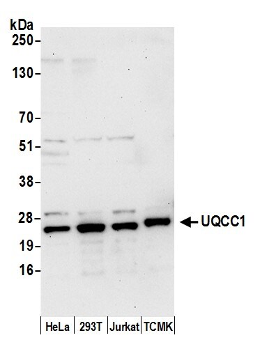 UQCC Antibody