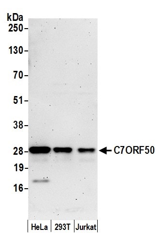 C7orf50 Antibody
