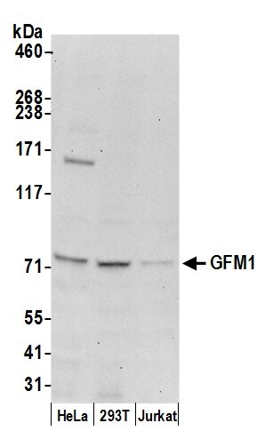 GFM1 Antibody