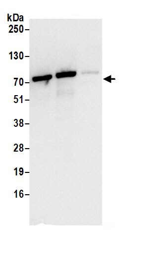 LRRC47 Antibody