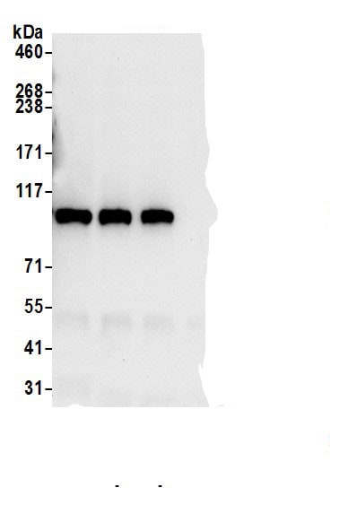 MTHFD1 Antibody