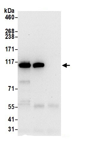 Importin-9 Antibody