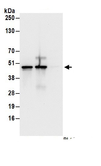 HMBS Antibody
