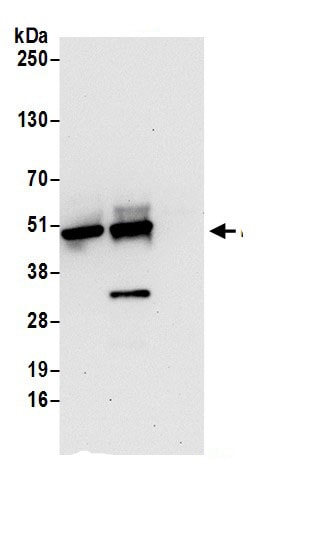 NUDCD3 Antibody