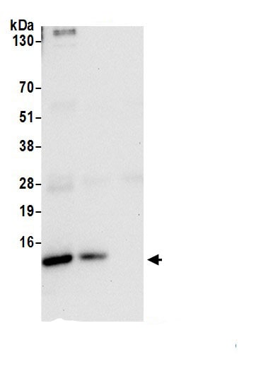 UQCRQ Antibody