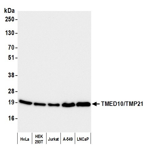 Tmp21/p23 Antibody