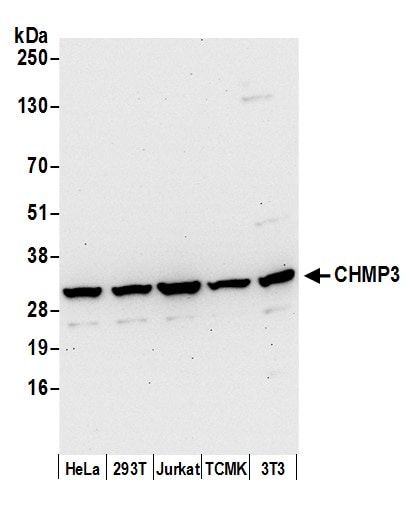 VPS24 Antibody