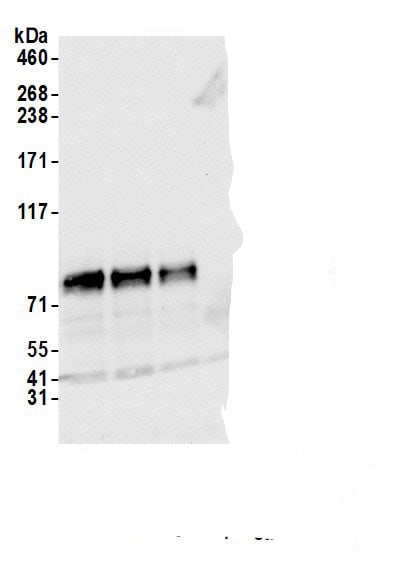 BRD9 Antibody