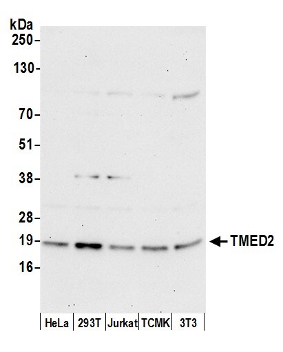 TMED2 Antibody
