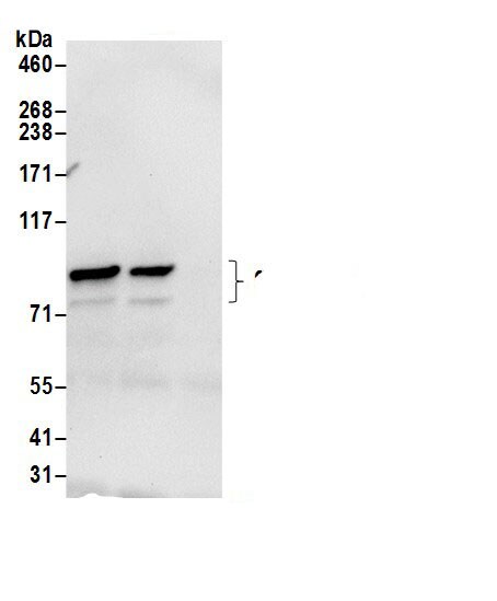 Gamma Adaptin Antibody