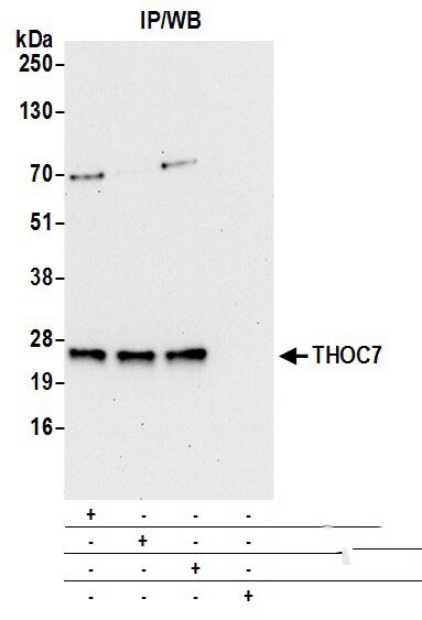 THOC7 Antibody