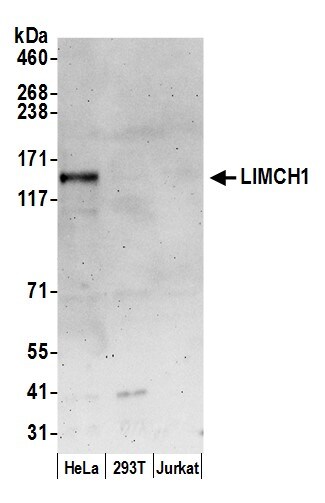 LIMCH1 Antibody