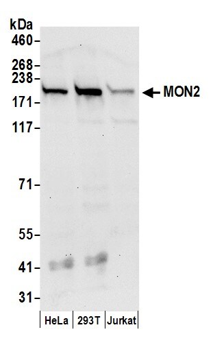 MON2 Antibody