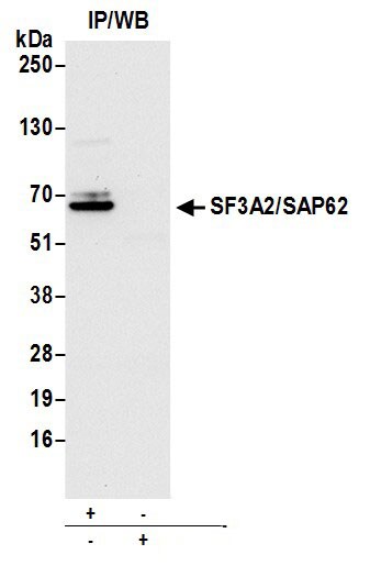 SF3A2 Antibody