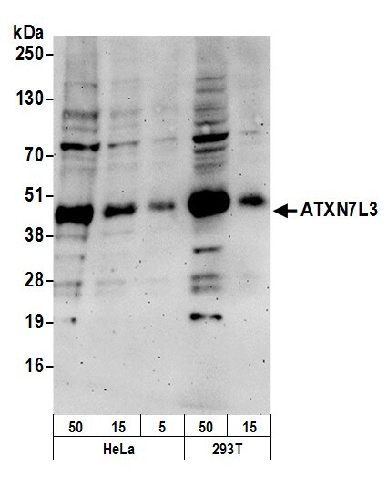 Ataxin 7-Like 3 Antibody