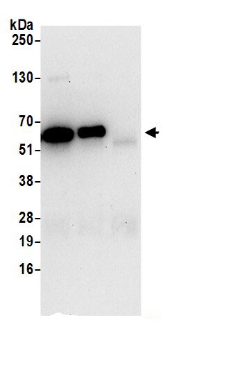 WDR1 Antibody