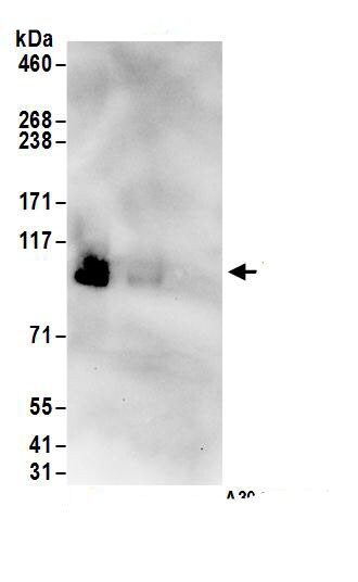 CINAP Antibody