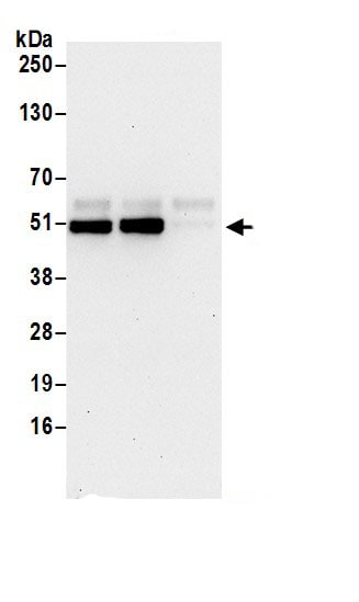 HS1BP3 Antibody