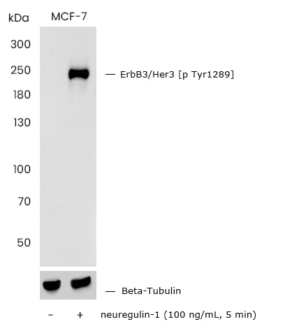 ErbB3/Her3 [p Tyr1289] Antibody (0004)