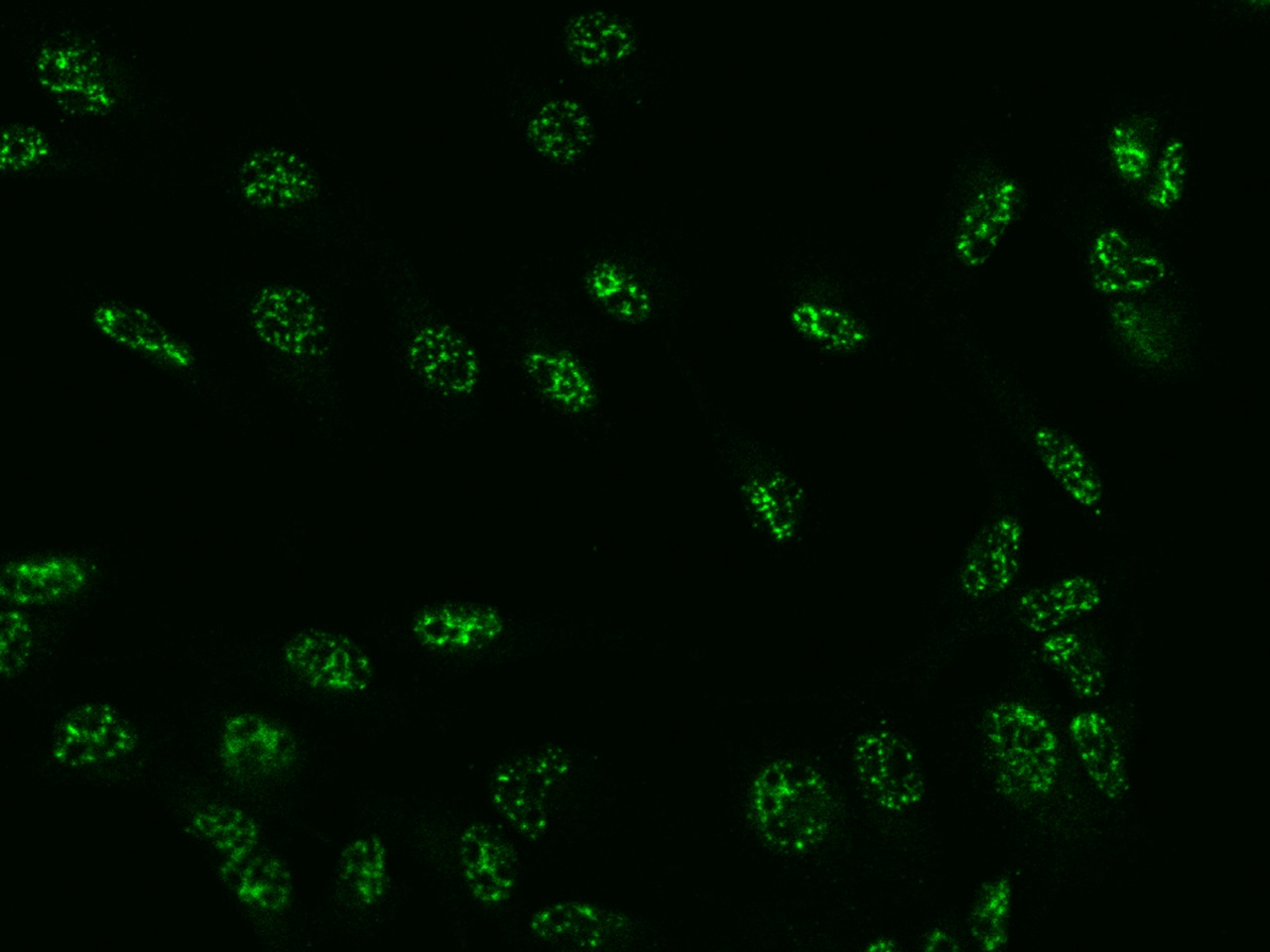 SON Antibody - BSA Free