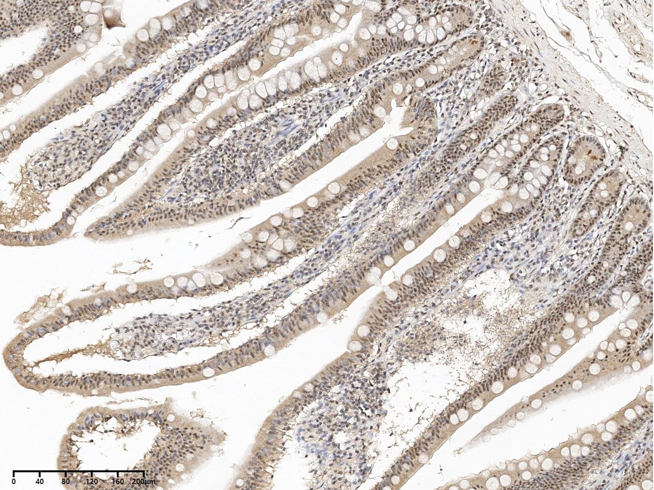 SON Antibody - BSA Free