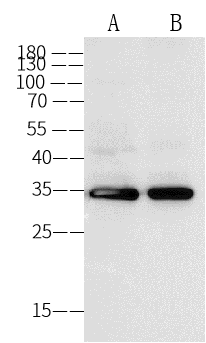 Annexin V Antibody (03) - Azide and BSA Free