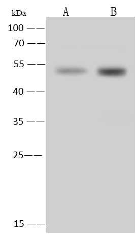 SLC39A7/ZIP7 Antibody - BSA Free