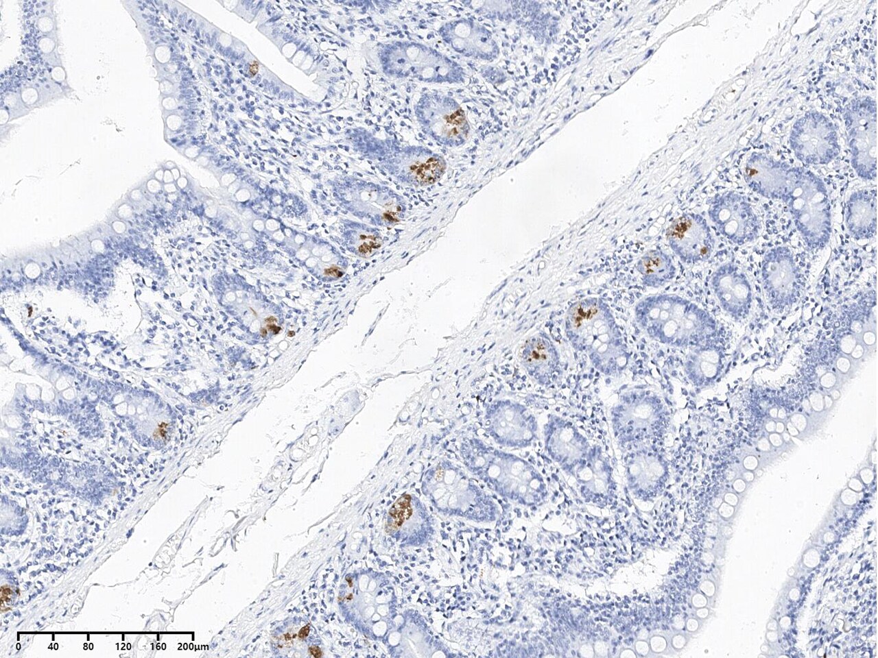Lysozyme Antibody (095) - Azide and BSA Free