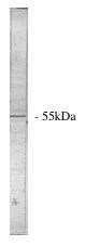 PPP2R5A Antibody