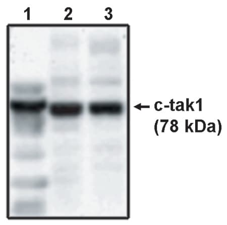 Mark3 Antibody
