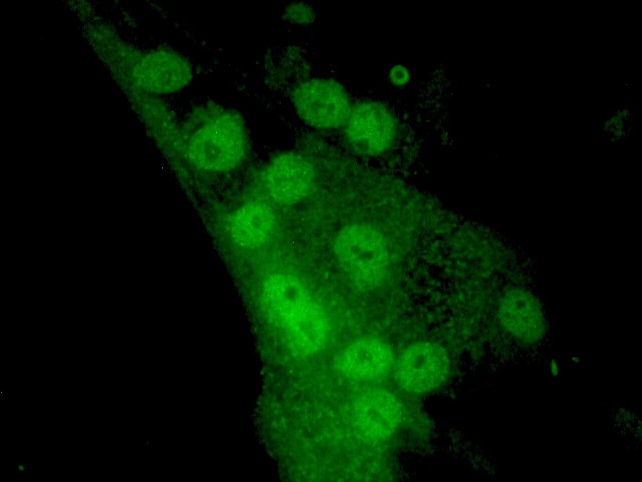 MyoD Antibody (5.2F)