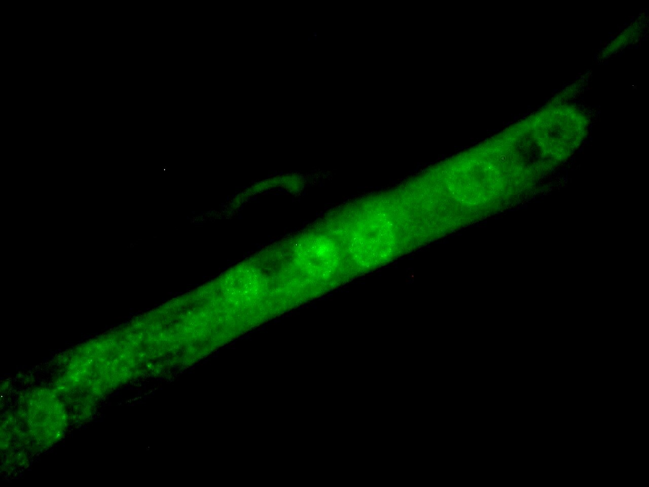 MyoD Antibody (5.2F)