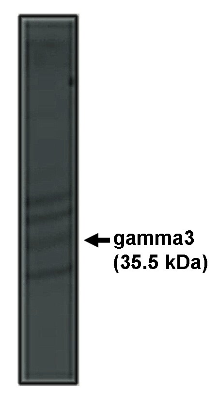 CACNG3 Antibody