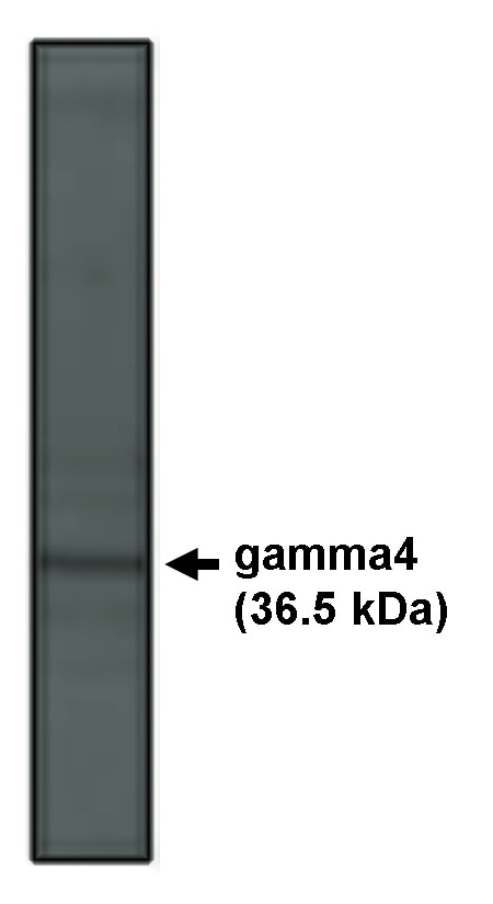 CACNG4 Antibody