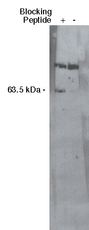 SGPL1 Antibody