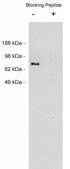 Netrin-1 Antibody