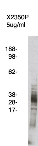 FLAP Antibody