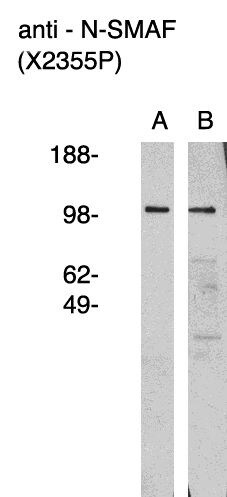 NSMAF Antibody