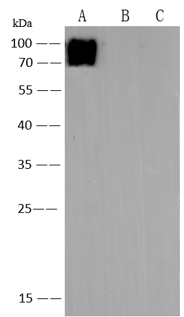 Varicella Zoster Virus Glycoprotein E Antibody (144) - Azide and BSA Free