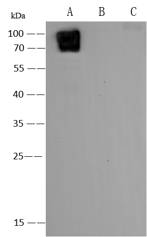 Varicella Zoster Virus Glycoprotein E Antibody (276) - Azide and BSA Free