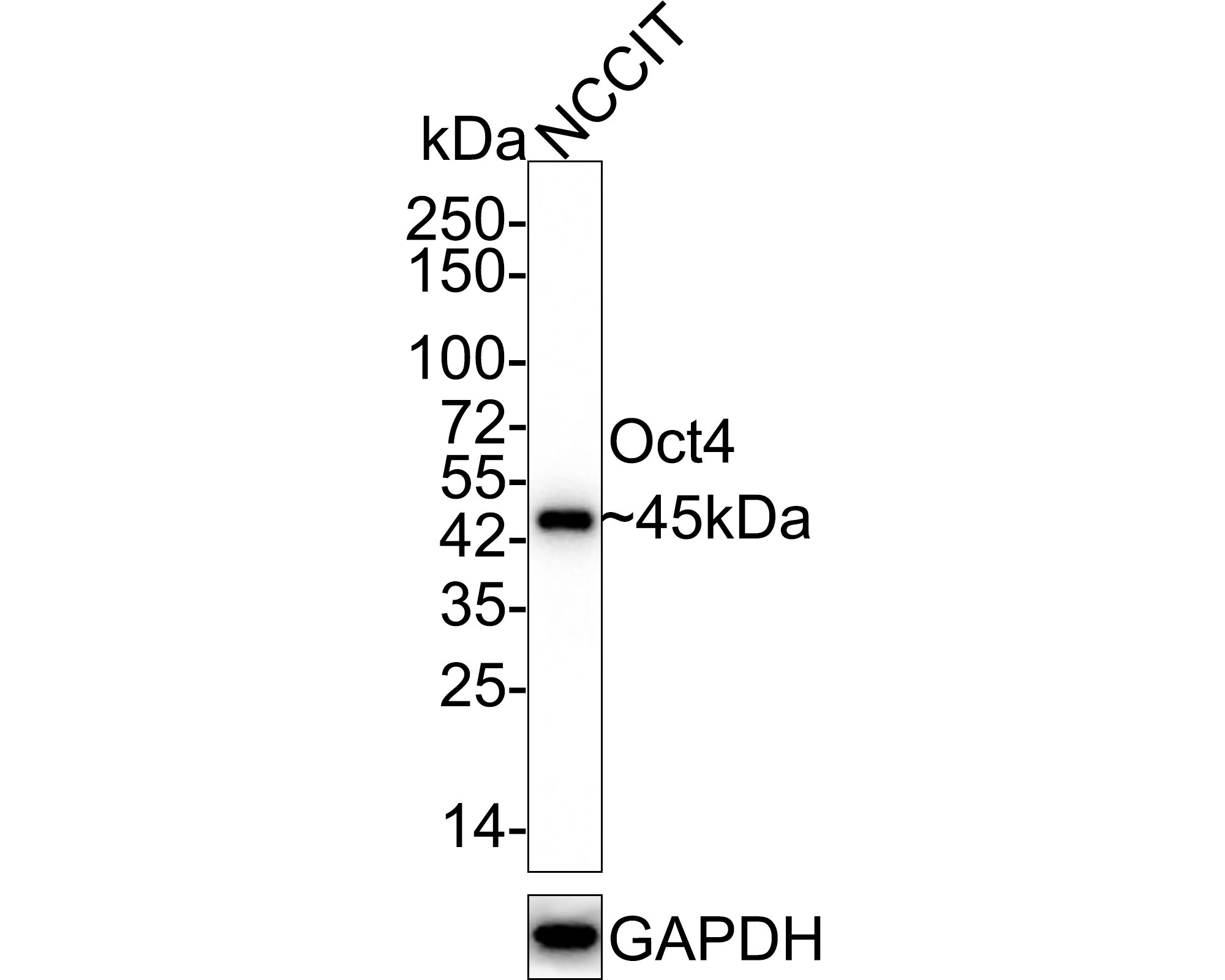 OCT4 Antibody (A3-C11-R) Western Blot: OCT4 Antibody (A3-C11-R) [NBP3-31983]