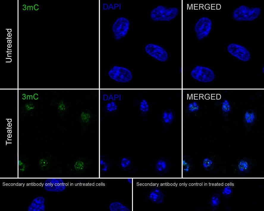 3-methylcytosine (3-mC) Antibody (PSH03-21)