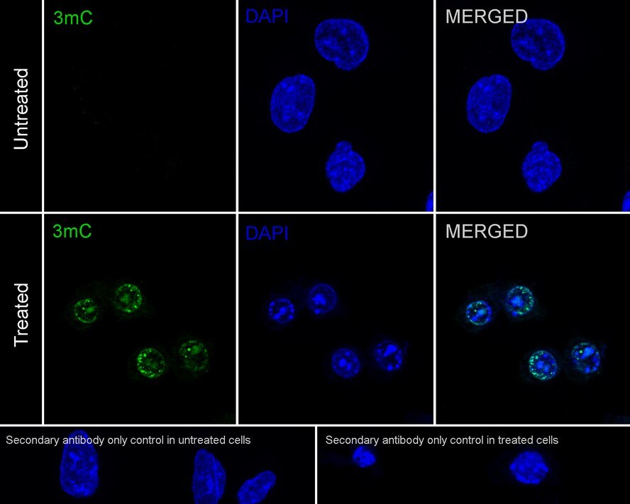 3-methylcytosine (3-mC) Antibody (PSH03-22)
